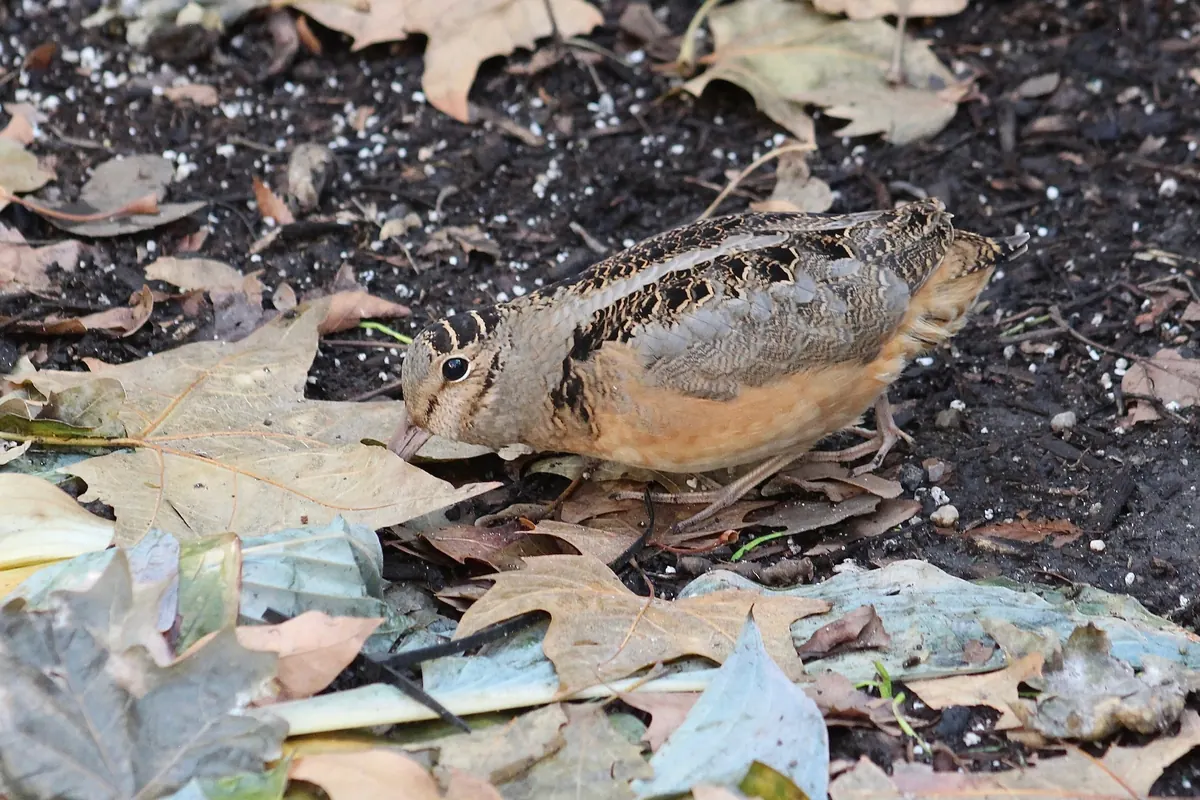 A plump, mottled brown woodcock with a long straight bill probing among fallen leaves on dark soil