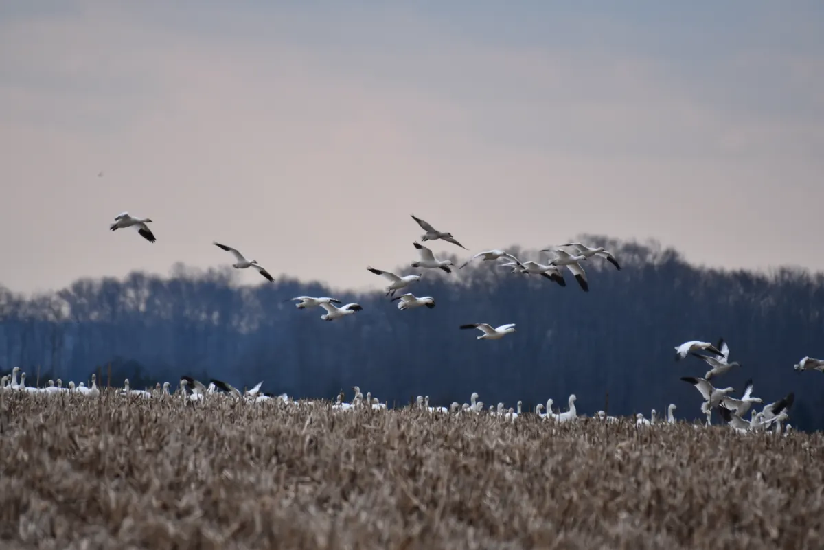 Snow geese lifting off a brown field in front of bare winter trees