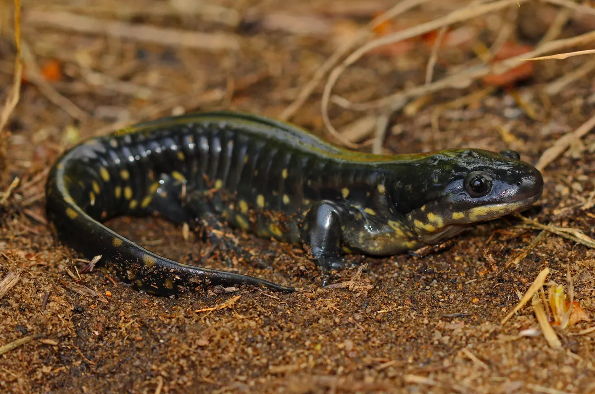 A thick-bodied black salamander with scattered yellow spots resting on bare brown soil and dry grass