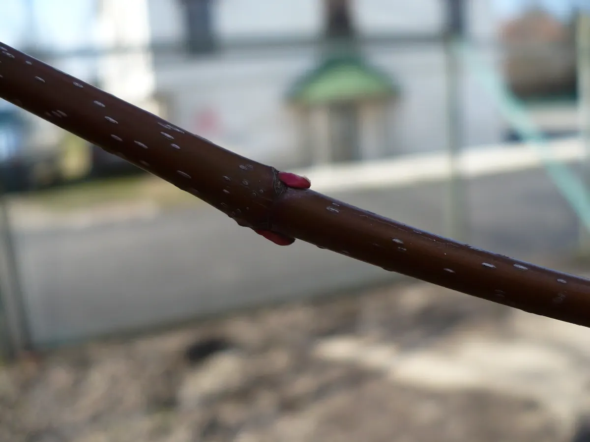 Reddish twig of a red maple with small rounded red buds