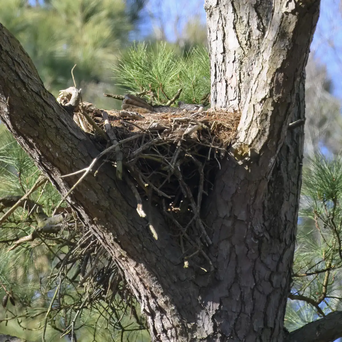 Great horned owl sitting low in a stick nest in the fork of a pine, only its ear tufts and face showing