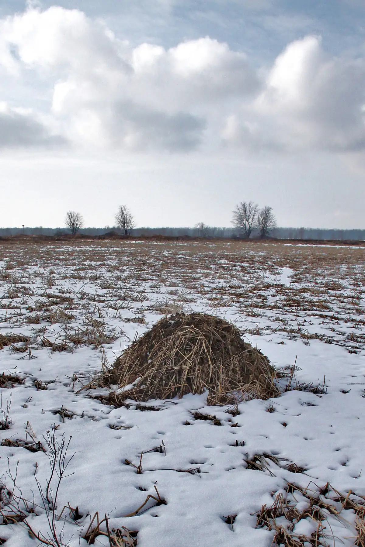 A dome-shaped mound of dead marsh grass standing in a snowy, flattened marsh under a cloudy sky