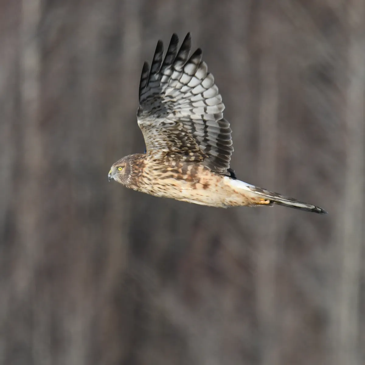 A brown northern harrier with banded wings and a white rump gliding past bare winter trees