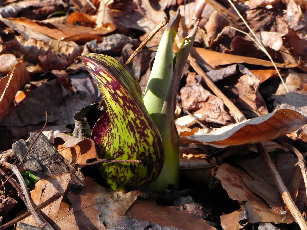 A green and maroon mottled skunk cabbage hood rising through brown fallen leaves