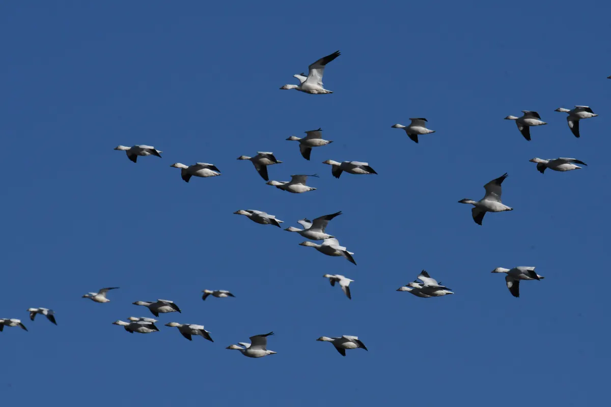 A loose flock of white snow geese with black wingtips flying across a clear blue sky