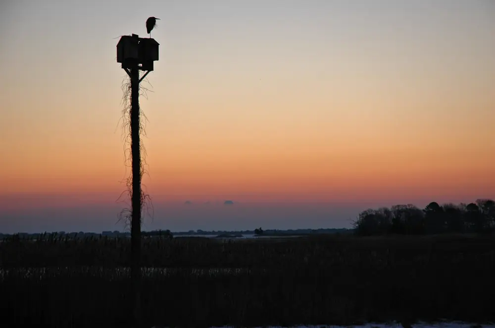 A great blue heron silhouetted on top of a tall nesting platform against an orange dawn sky over a marsh