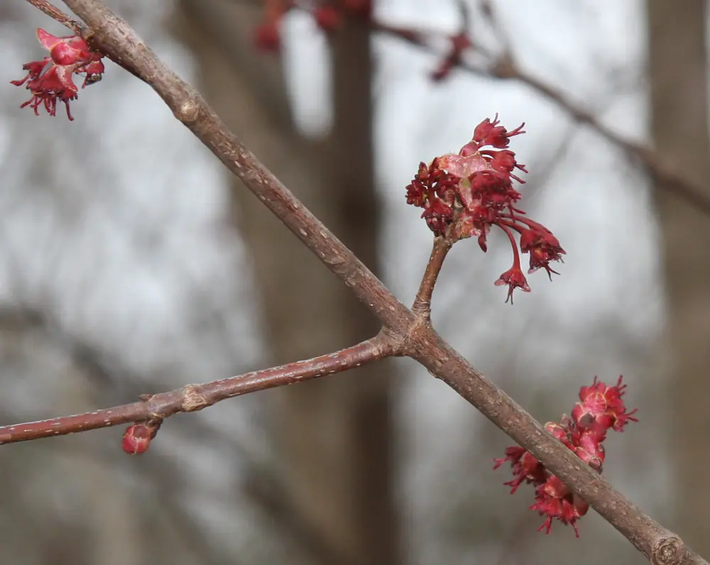 Clusters of small red flowers opening on a bare maple twig in early spring