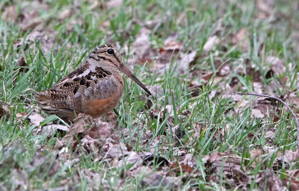 A plump brown woodcock with a long straight bill standing on short green grass among dead leaves