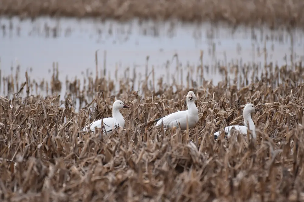 Three white snow geese standing among broken cornstalks beside a shallow flooded field