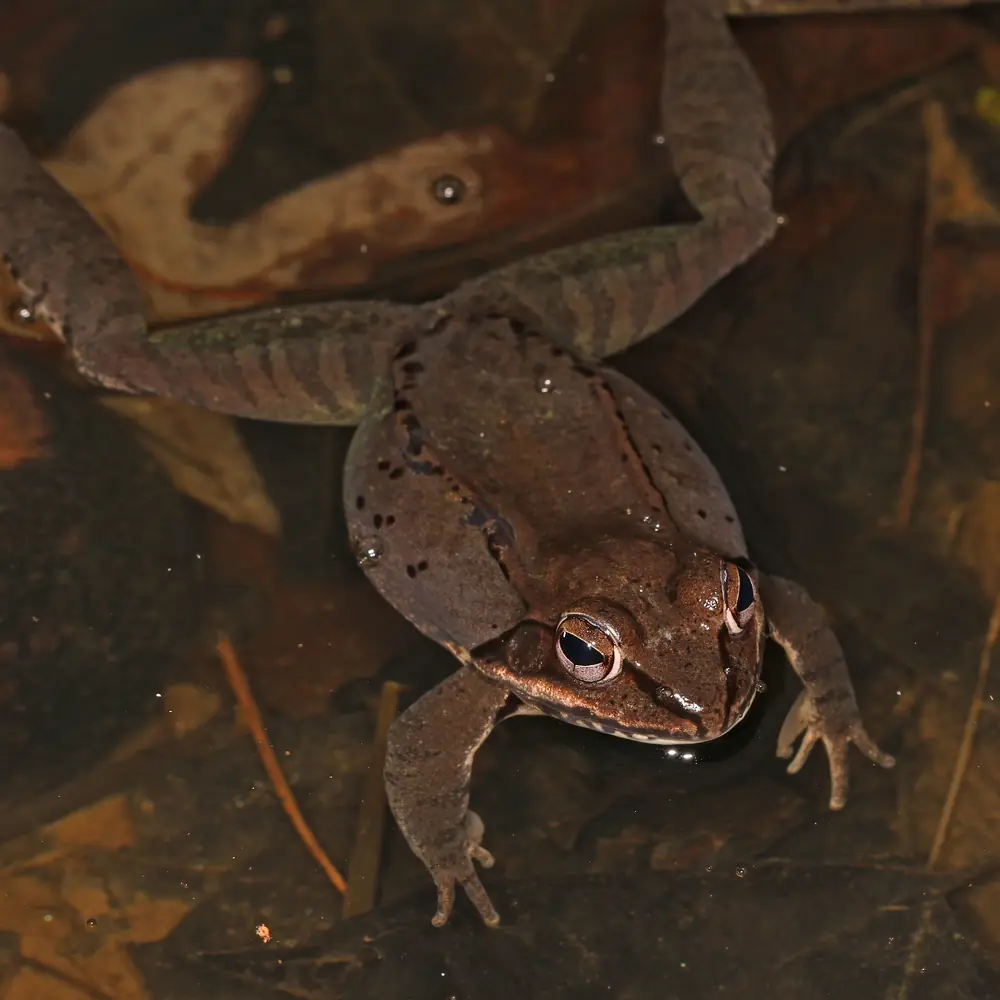 A brown wood frog with a dark eye mask floating in dark water among fallen leaves