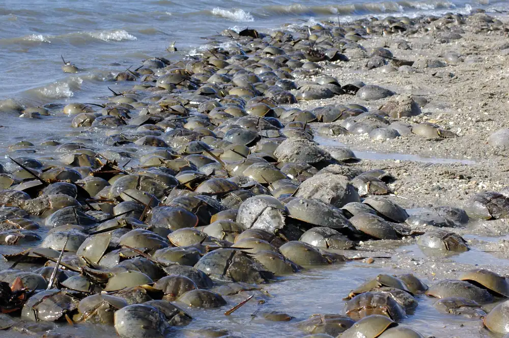 Dozens of horseshoe crabs packed together at the water’s edge on a sandy bay beach.