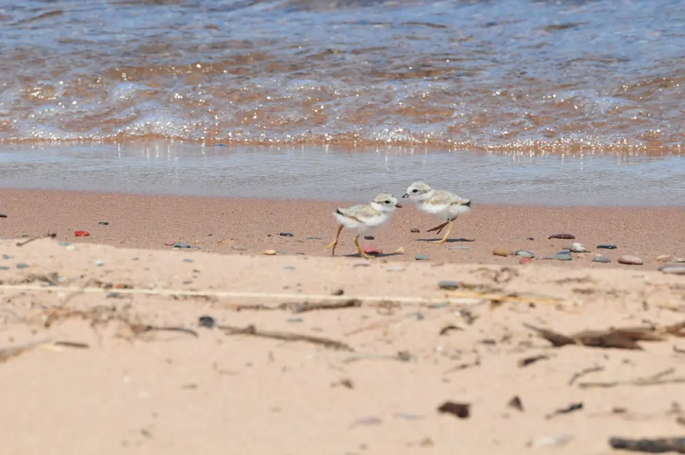 Two fluffy, sand-colored piping plover chicks on long legs stand on a pebbly beach.
