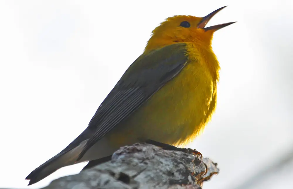 A bright golden-yellow prothonotary warbler with blue-gray wings perches on a branch.