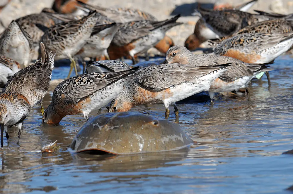 A red knot in rusty breeding plumage picks horseshoe crab eggs from wet sand beside a horseshoe crab at Mispillion Harbor.