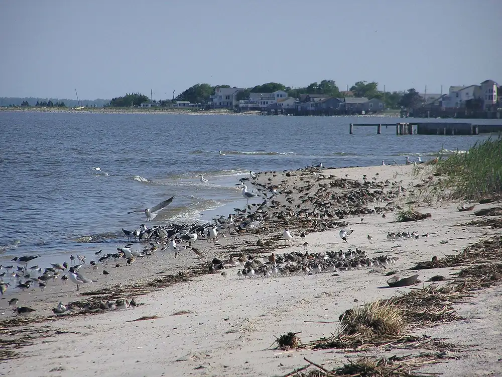 A dense flock of small shorebirds and gulls feeding along the wrack line of a Delaware Bay beach with houses across the water.