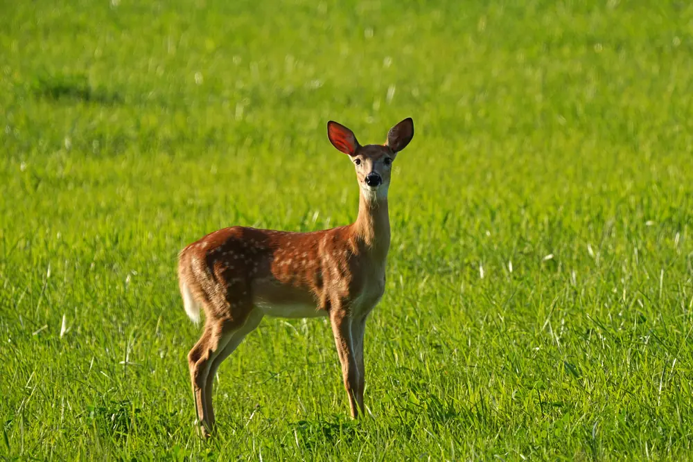A spotted white-tailed deer fawn stands in tall grass at the edge of a field.