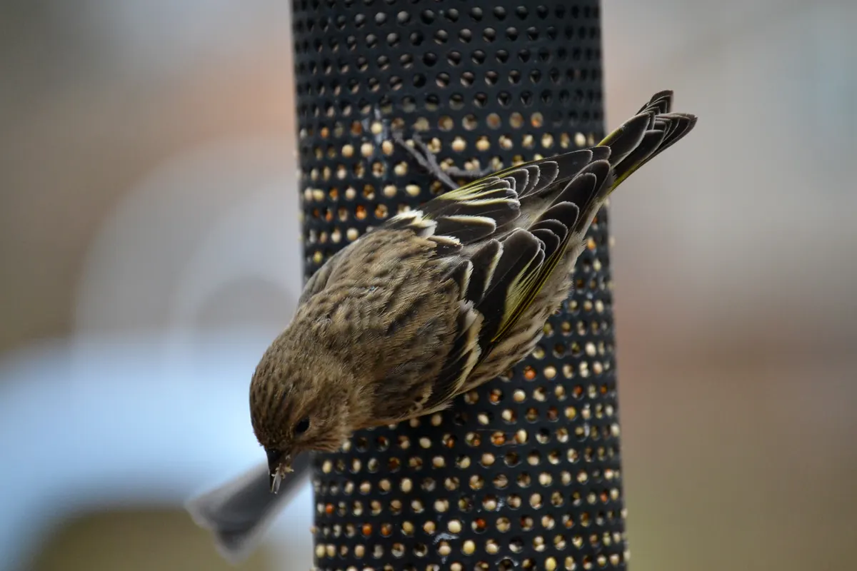 A streaky brown pine siskin with yellow-edged wing feathers clinging upside down to a black mesh seed feeder
