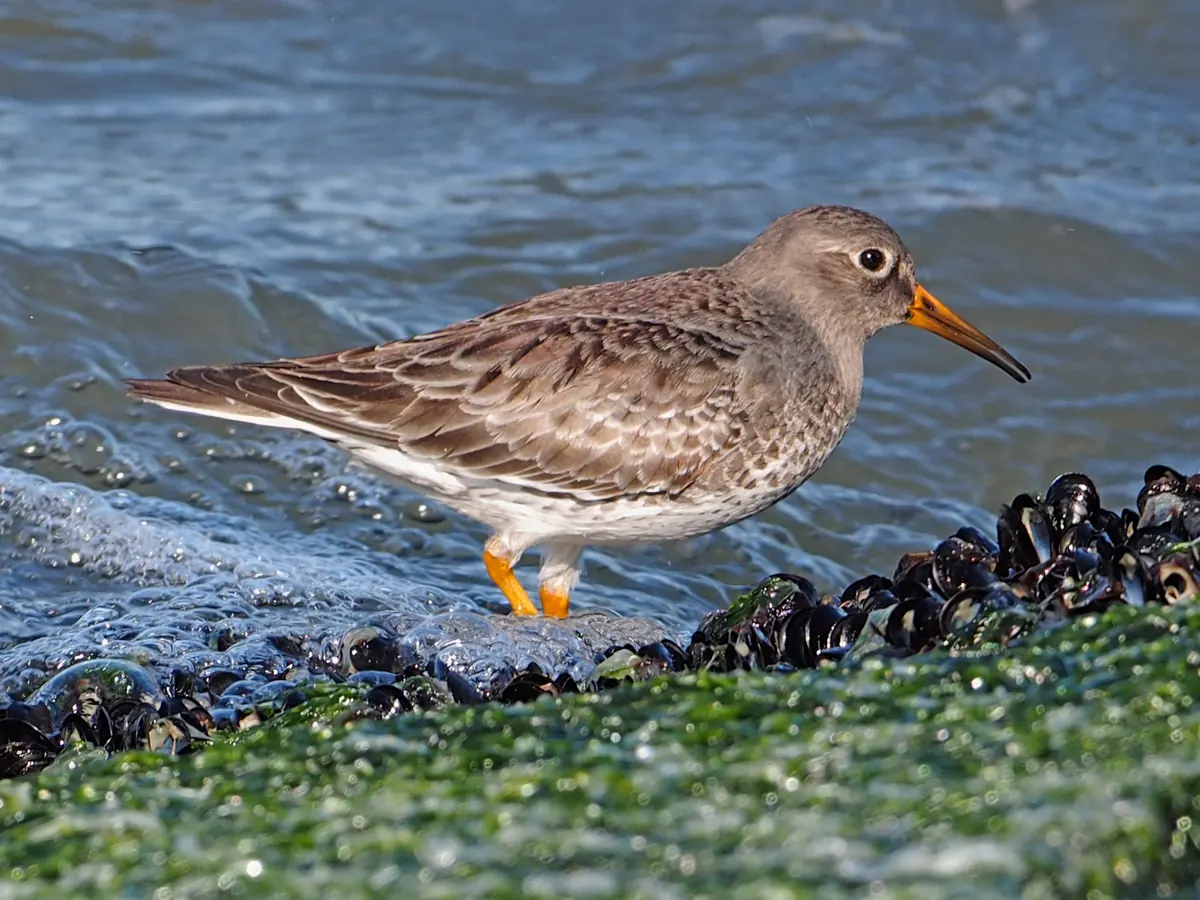 A gray-brown purple sandpiper with orange legs and an orange-based bill standing on mussel-covered rocks at the water’s edge