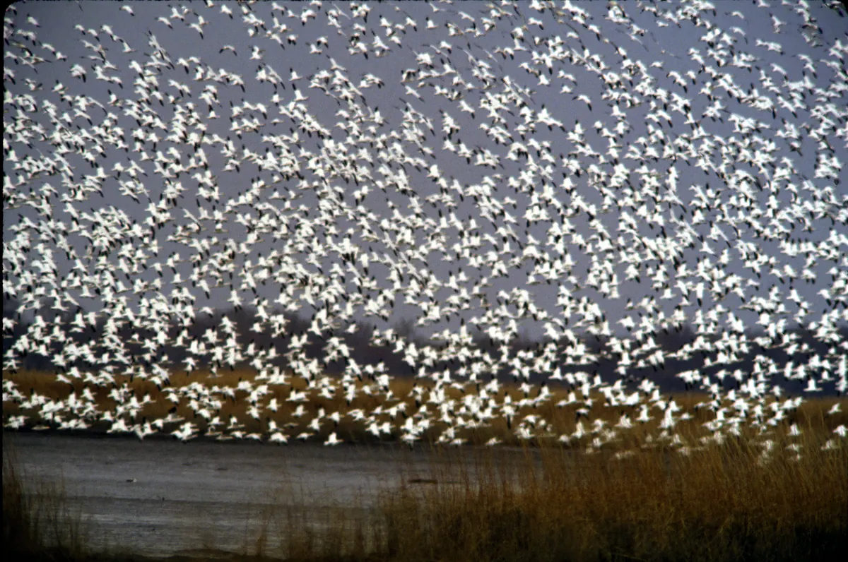 Thousands of white snow geese lifting off together above a brown winter marsh, filling the gray sky