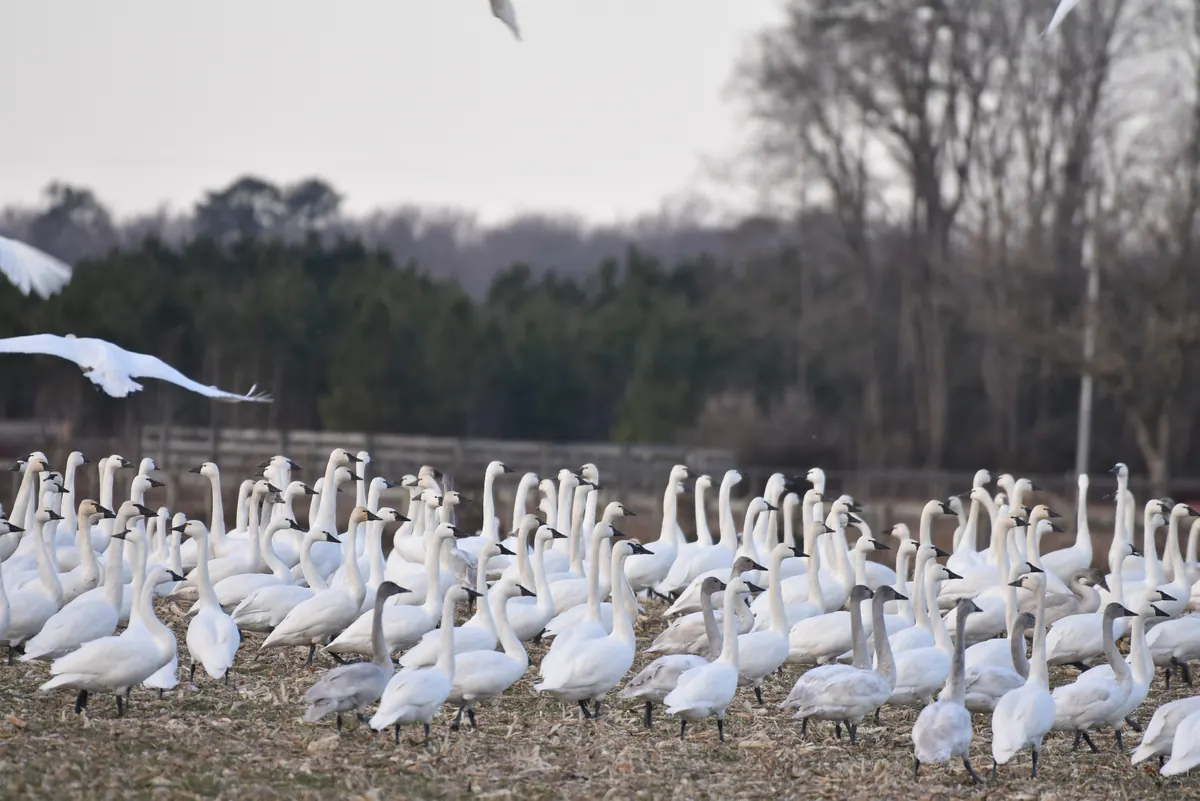 A large flock of white tundra swans with straight necks standing in a harvested field, with more swans flying in and bare trees behind