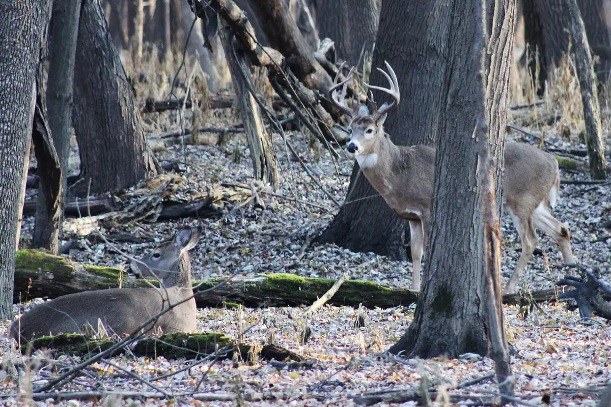 A white-tailed buck with a full rack of antlers standing among bare trees on frosty leaf litter, watching a doe lying down in the foreground
