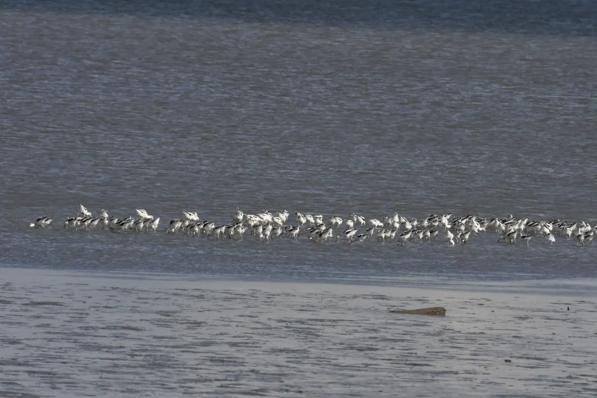 A long line of black-and-white American avocets wading in shallow gray water