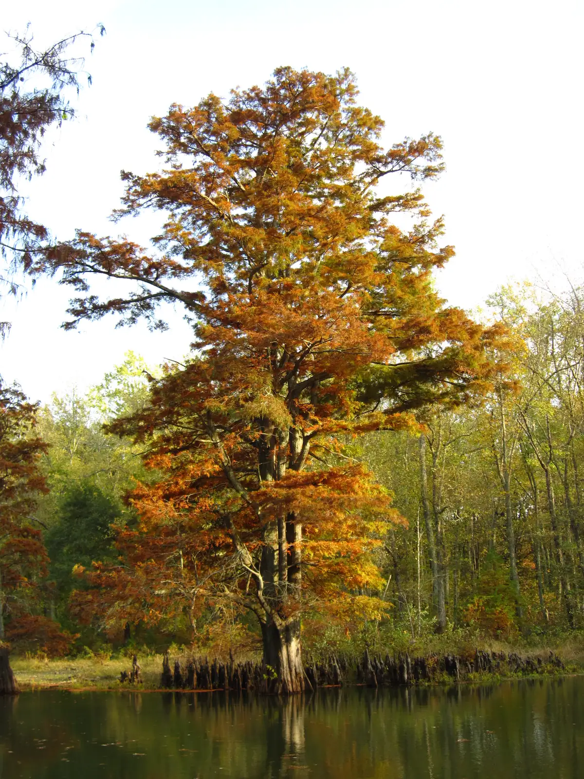 A tall bald cypress with rusty orange autumn foliage and a ring of knees at its base, standing at the edge of still water