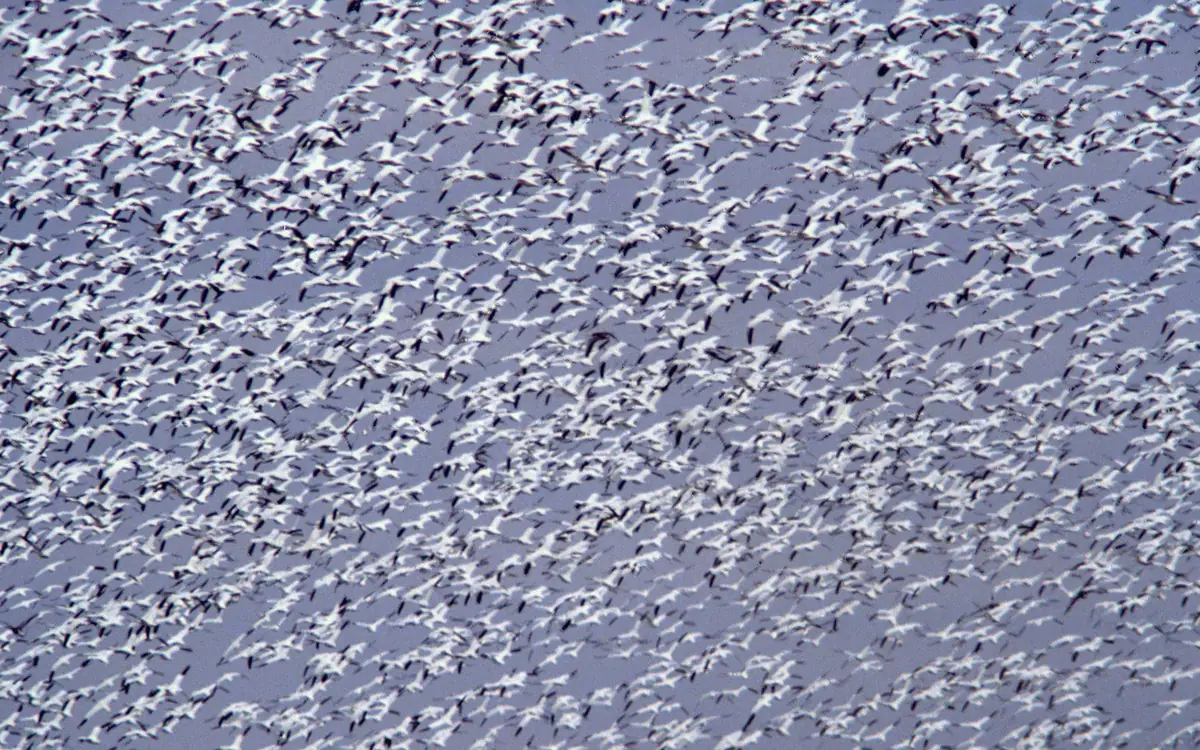 A sky filled edge to edge with hundreds of white snow geese with black wingtips in flight