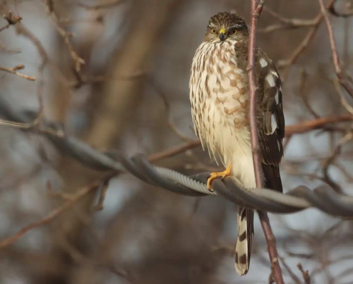 A young sharp-shinned hawk with a brown-streaked breast and yellow eyes perched among bare branches