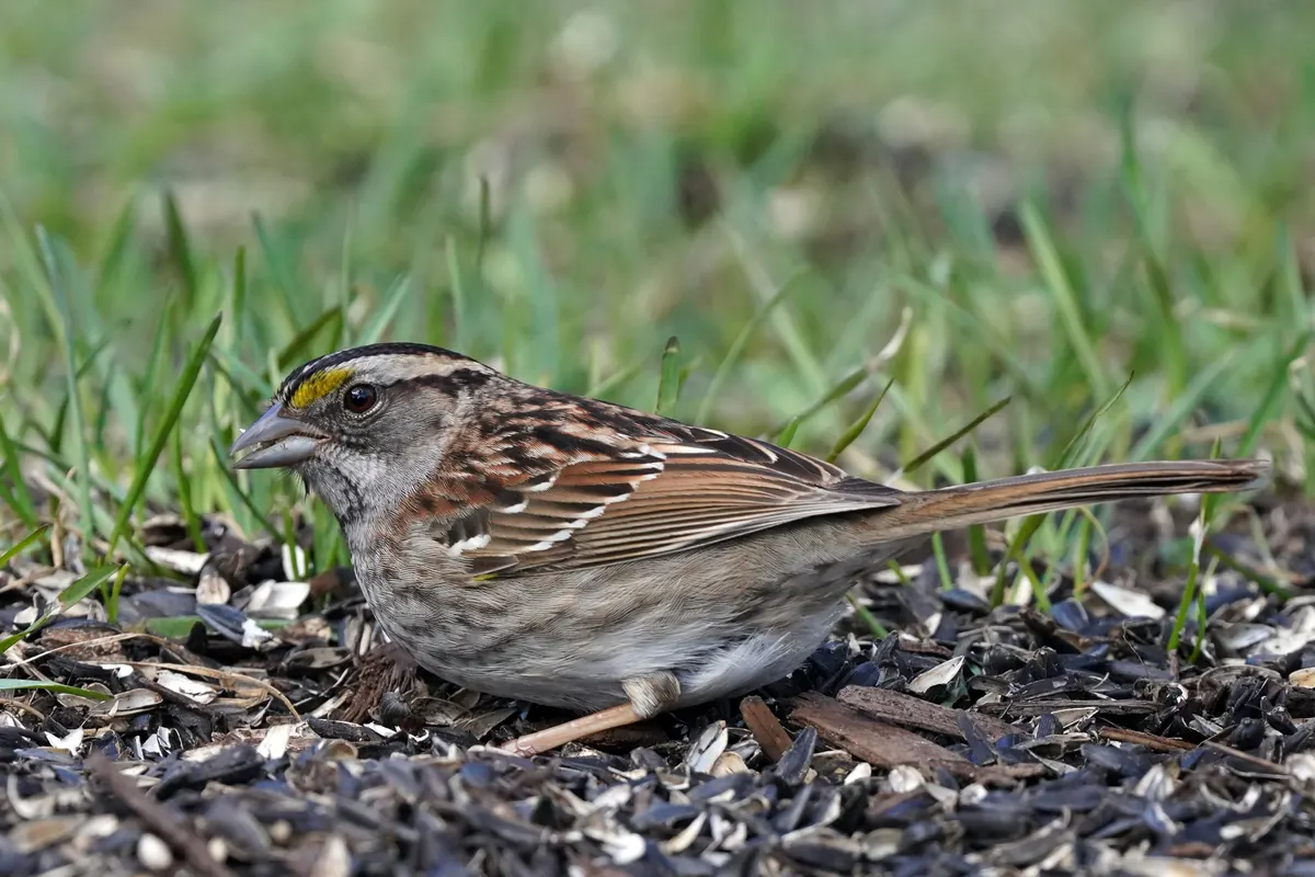 A white-throated sparrow with a striped head and yellow spot before the eye foraging among seed hulls on the ground