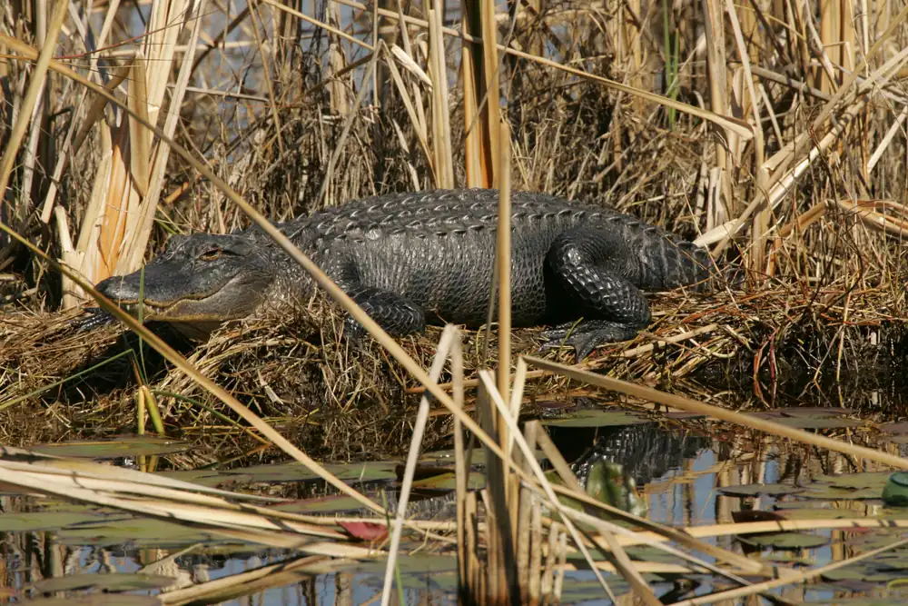 An American alligator lying on a muddy bank at the edge of a pond in the sun