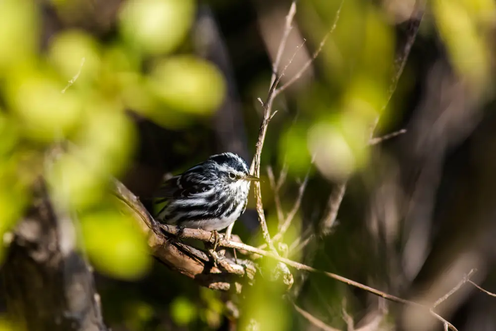 A black-and-white warbler with bold striped plumage clinging to a branch