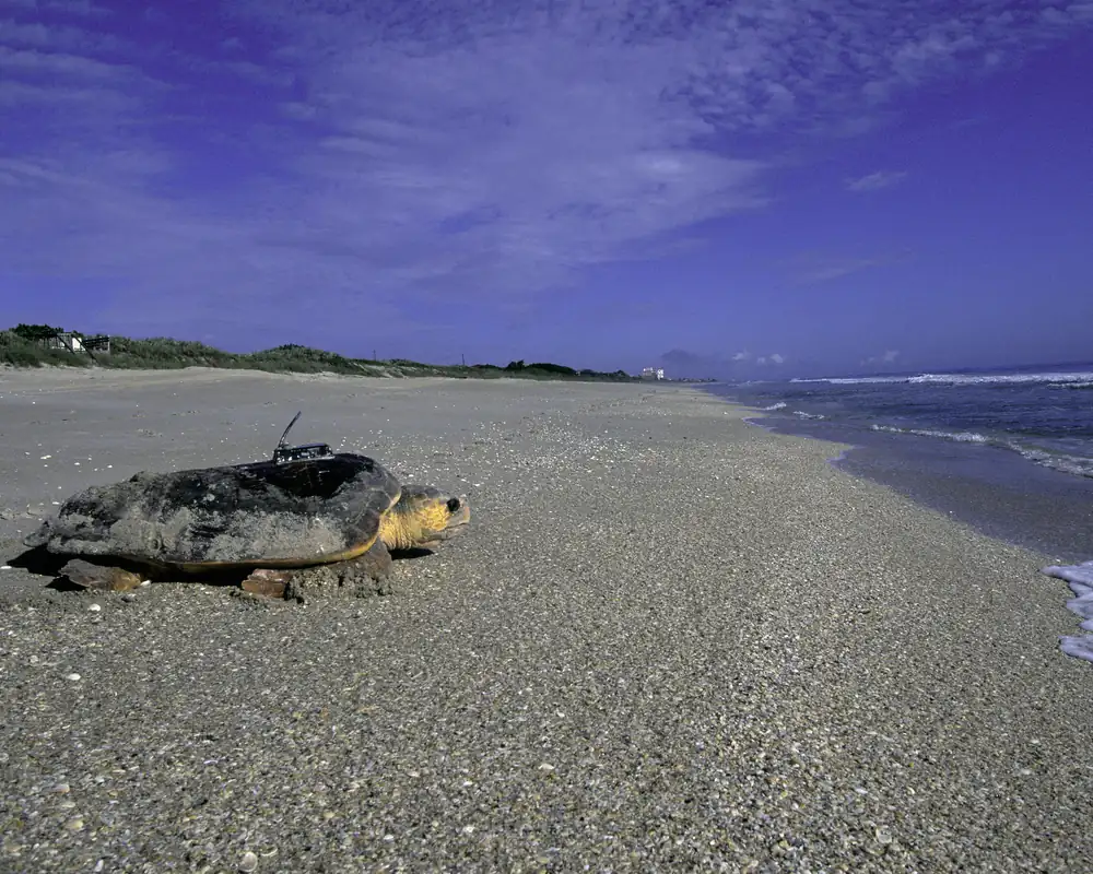 A loggerhead sea turtle with a sand-covered shell and a small research transmitter on its back, resting on a wide pebbly beach beside the surf