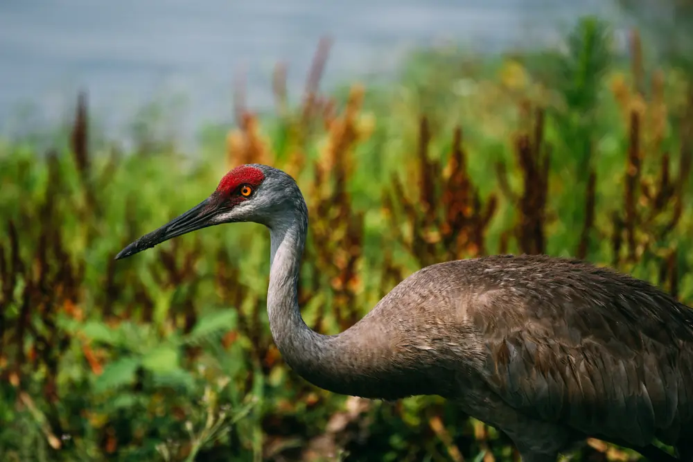 A gray Florida sandhill crane with a red crown standing in short grass
