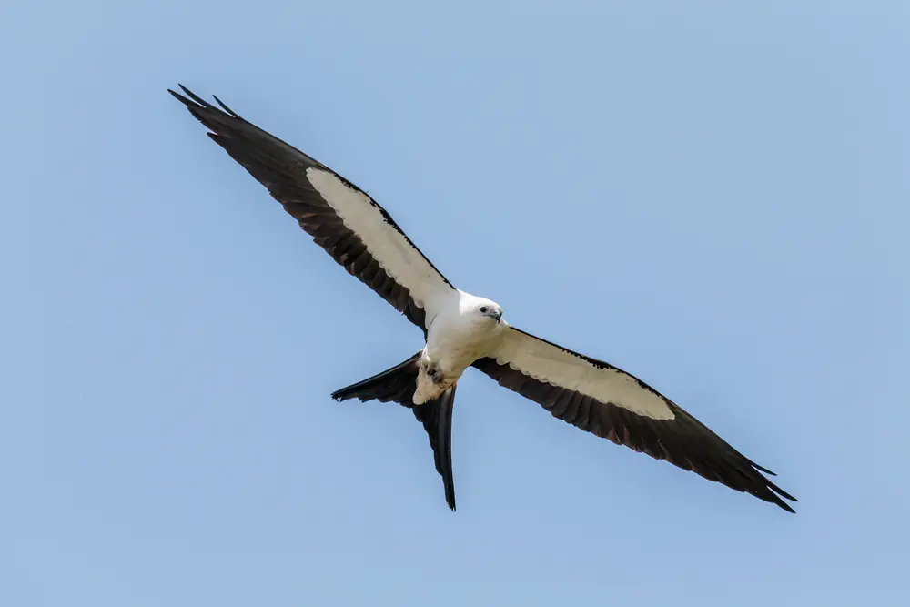 A swallow-tailed kite in flight with a white head and body, long black wings and a deeply forked black tail against a pale sky