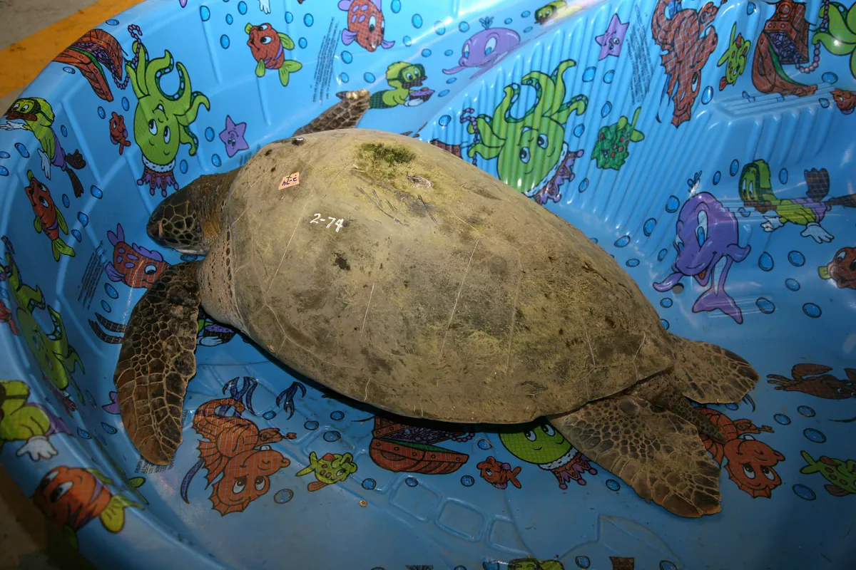 A juvenile green sea turtle with a numbered shell resting in a blue plastic wading pool after a rescue