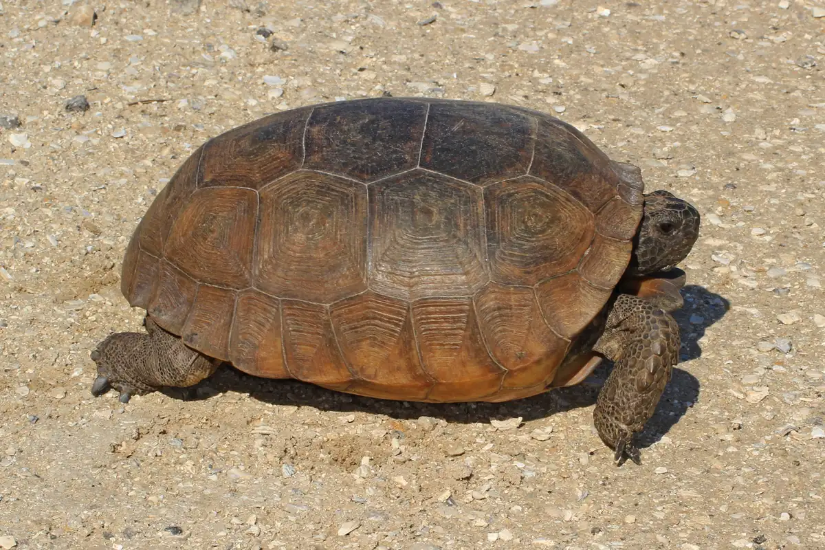 A gopher tortoise with a brown, ridged shell walking across pale sandy ground in bright sun