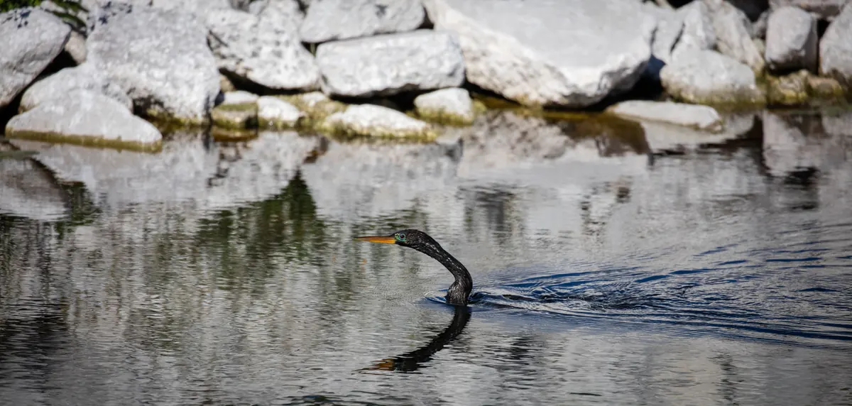 An anhinga swimming with only its long neck and head above calm water in front of a bank of white limestone boulders