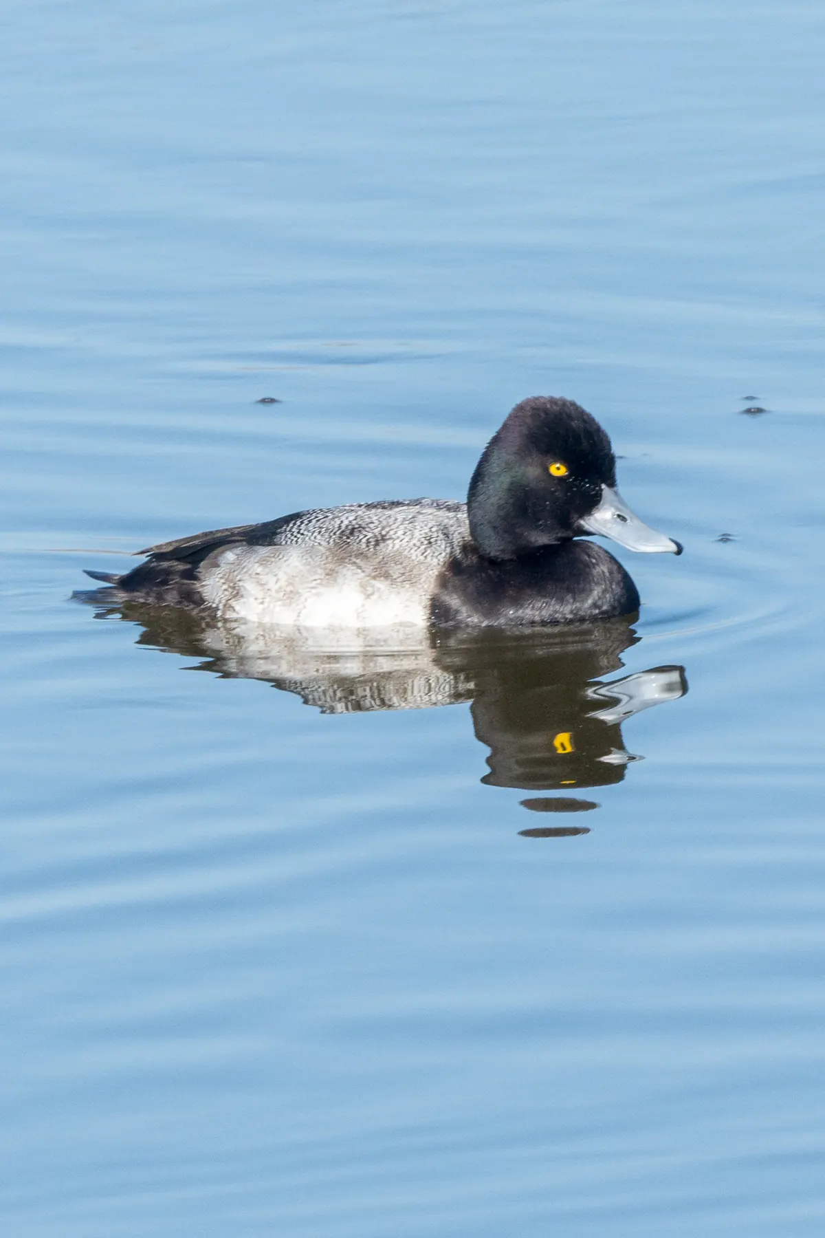 A male lesser scaup duck with a dark glossy head, yellow eye, pale blue bill and gray back floating on calm blue water
