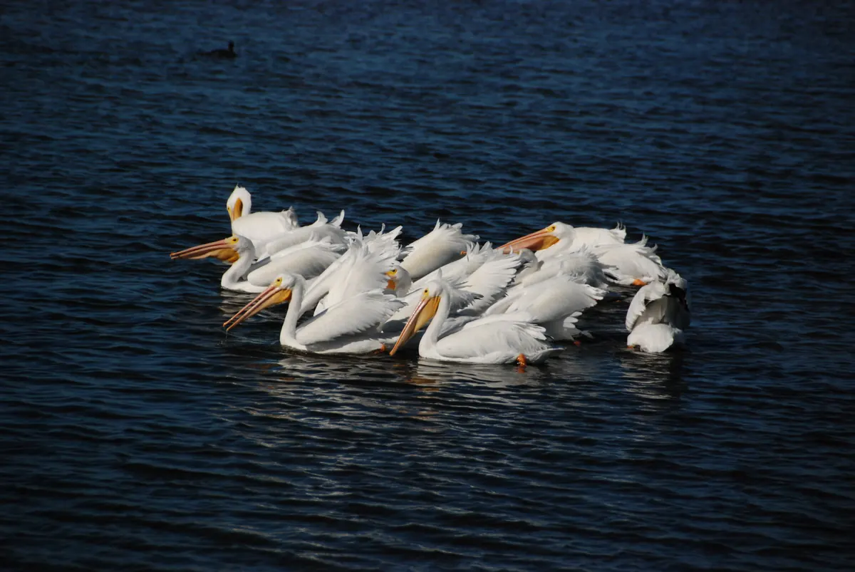 A tight flock of American white pelicans with long orange bills swimming together on dark blue water