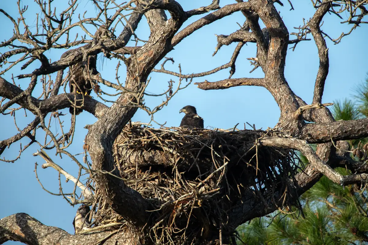 A dark young bald eagle sitting in a large stick nest in the fork of a gnarled pine against a blue sky