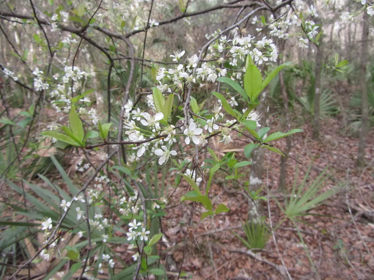 Slender branches of a small tree covered in clusters of white five-petaled flowers and fresh green leaves, above saw palmetto in an open woodland