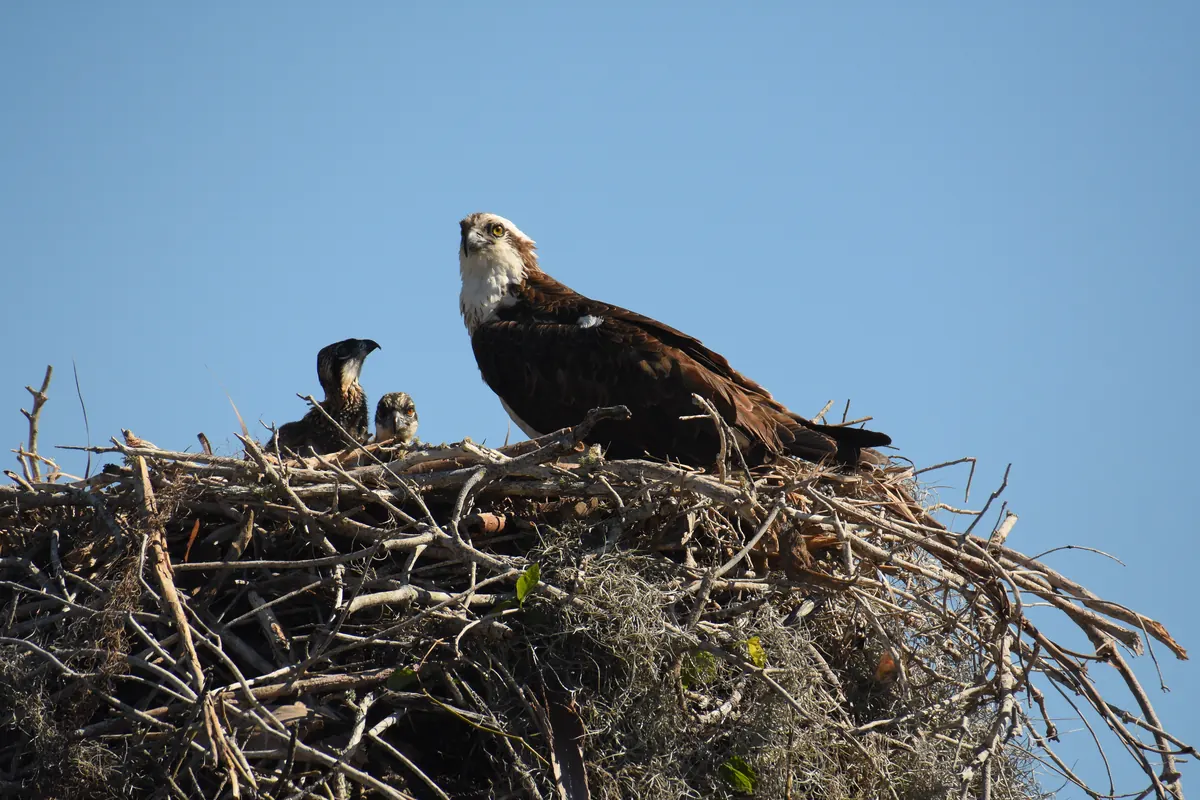An adult osprey with a white head and dark brown back standing on a large stick nest beside two small chicks peeking over the rim