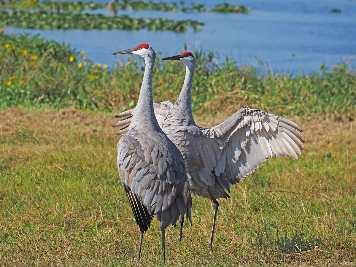Two gray sandhill cranes with red crowns standing close together on grass by a lake, one with its wings half raised