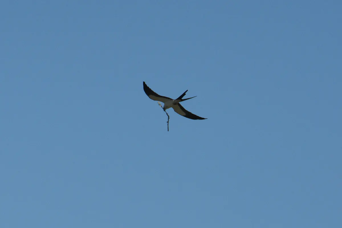 A black-and-white swallow-tailed kite banking in a clear blue sky with a thin stick dangling from its feet