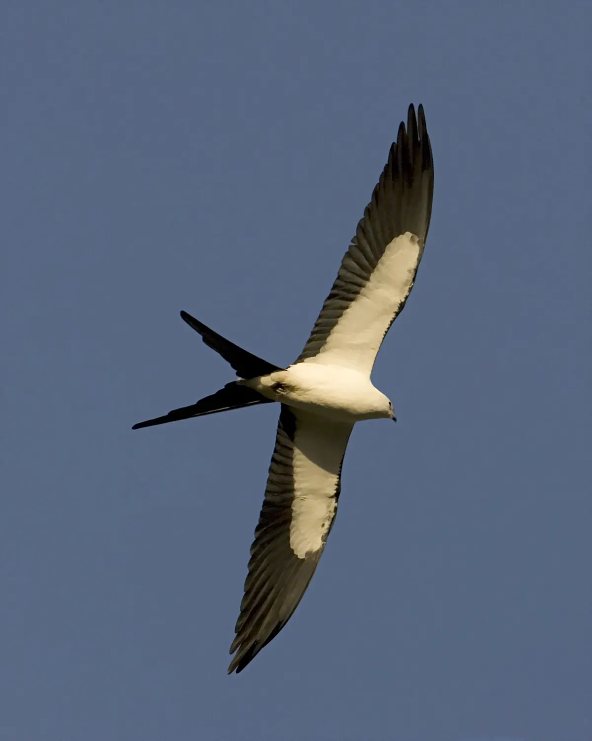 A swallow-tailed kite gliding overhead against a deep blue sky, its white body and underwings bright and its long, deeply forked black tail spread