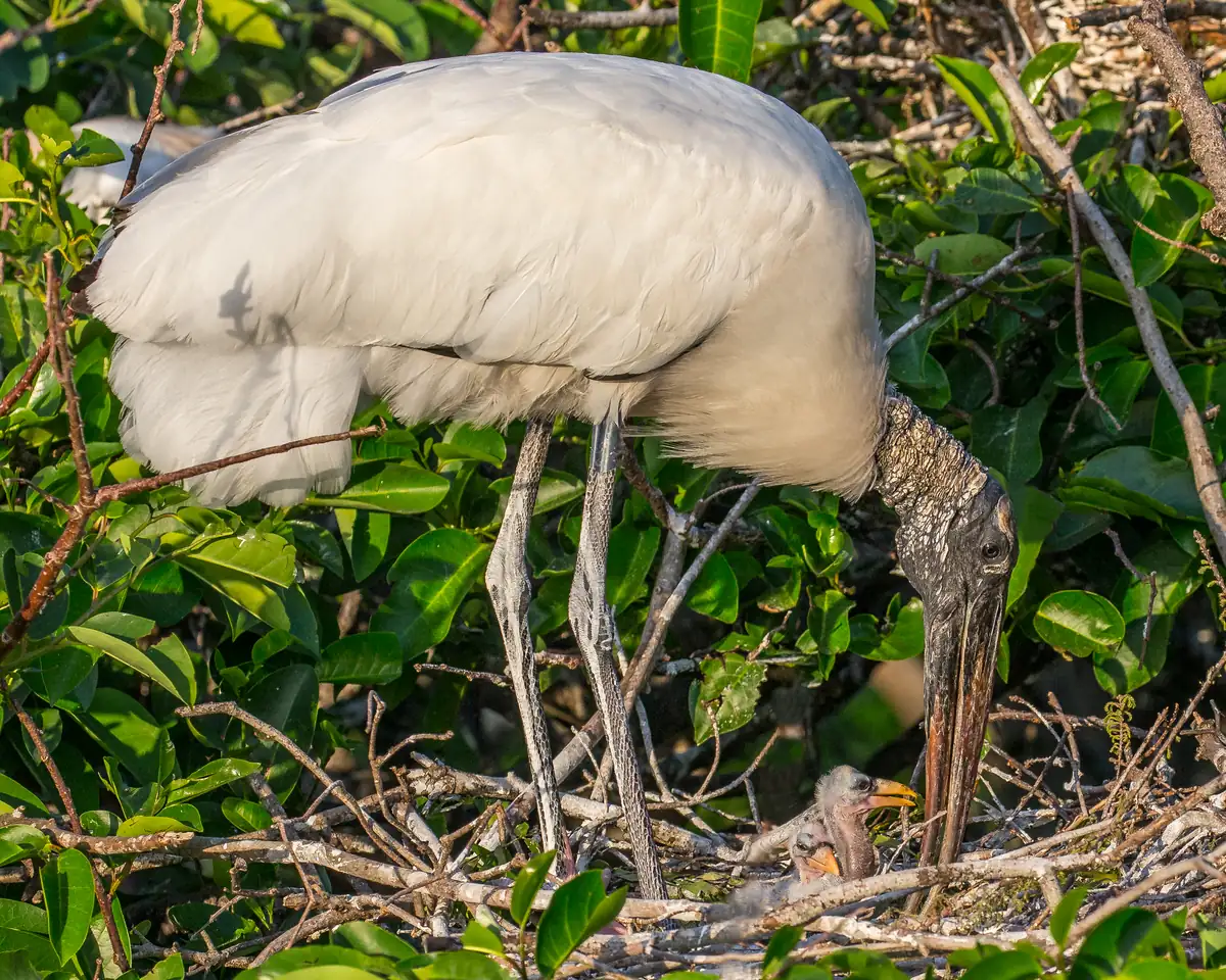 A white wood stork with a bare, dark scaly head bending over a stick nest in green foliage, where a small downy chick looks up