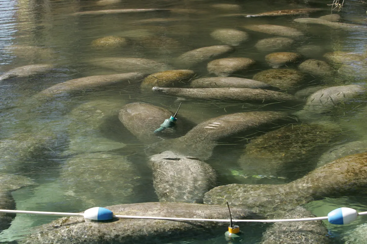 Dozens of gray manatees resting side by side on the sandy bottom of a clear, shallow spring, behind a rope line with blue and white floats