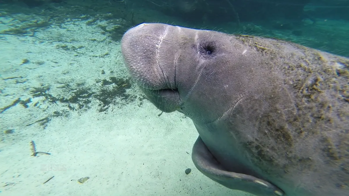 A manatee's whiskered gray face seen up close underwater, swimming over pale sand in clear blue-green water