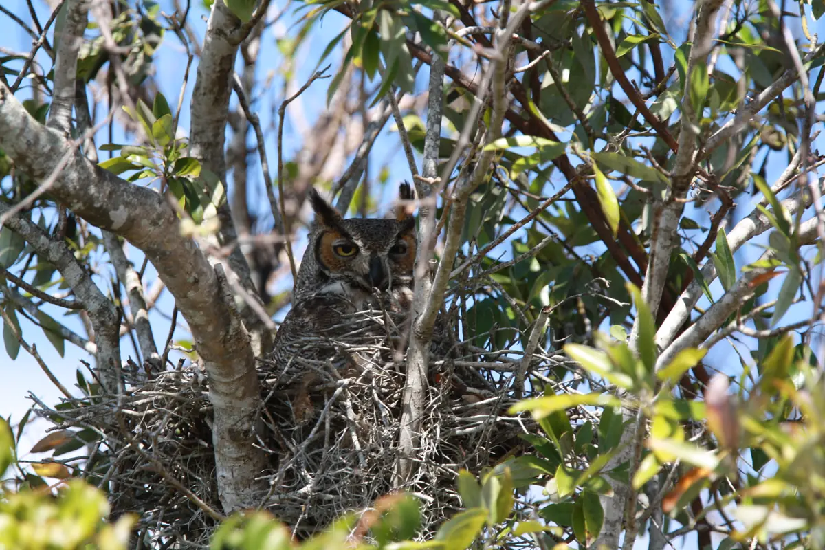 A great horned owl with ear tufts sitting low in a stick nest among leafy branches against a blue sky
